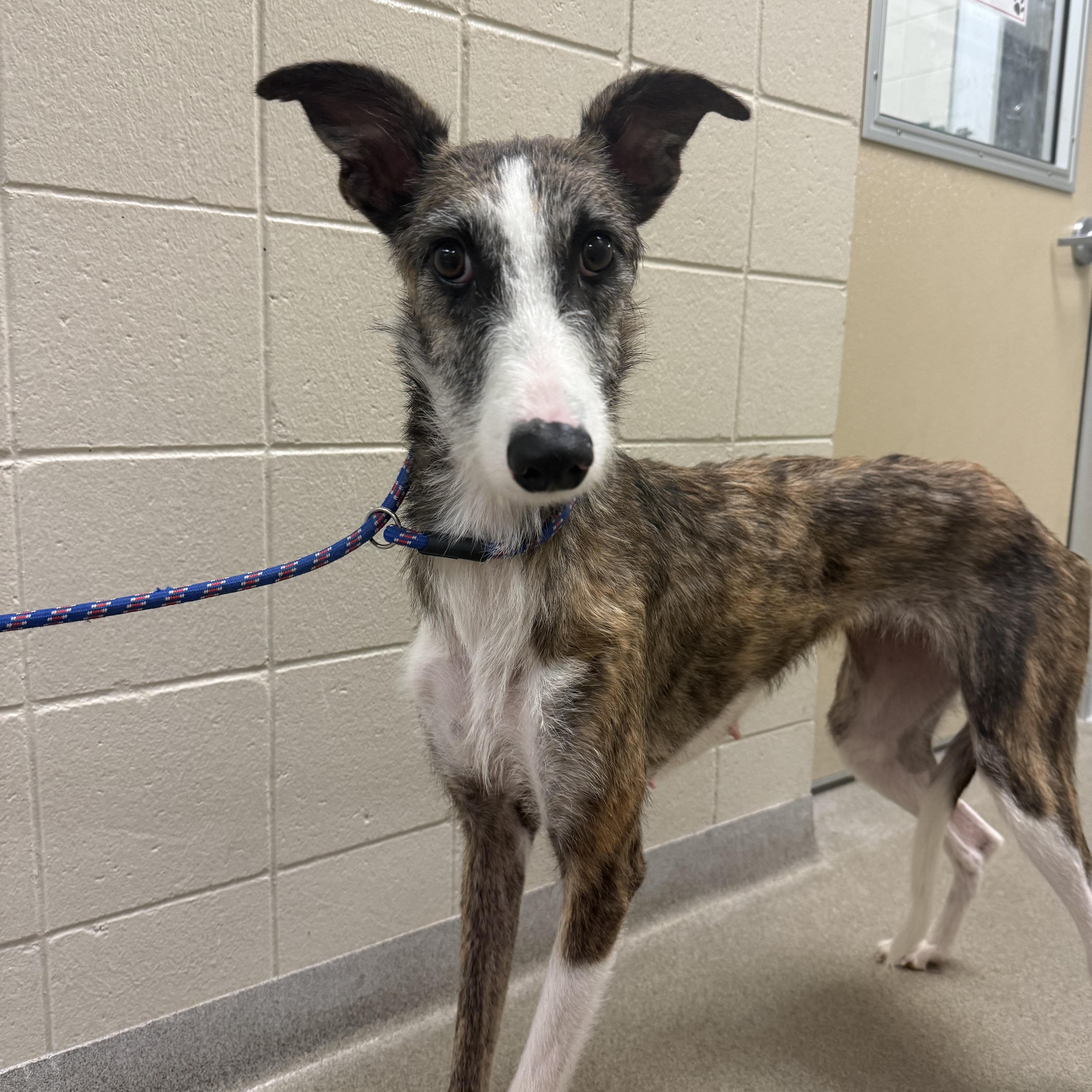 An adult medium-sized female Greyhound dog named Loretta for adoption in Kearney, NE
