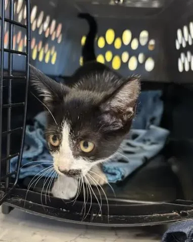 A baby small-sized female Domestic Short Hair cat named Cattherine the Great for adoption in Atlanta, GA