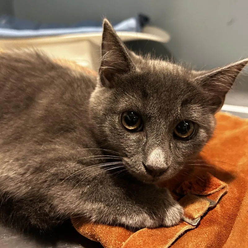 A baby small-sized female Gray / Blue / Silver Domestic Short Hair cat named Manta Ray for adoption in Chattanooga, TN