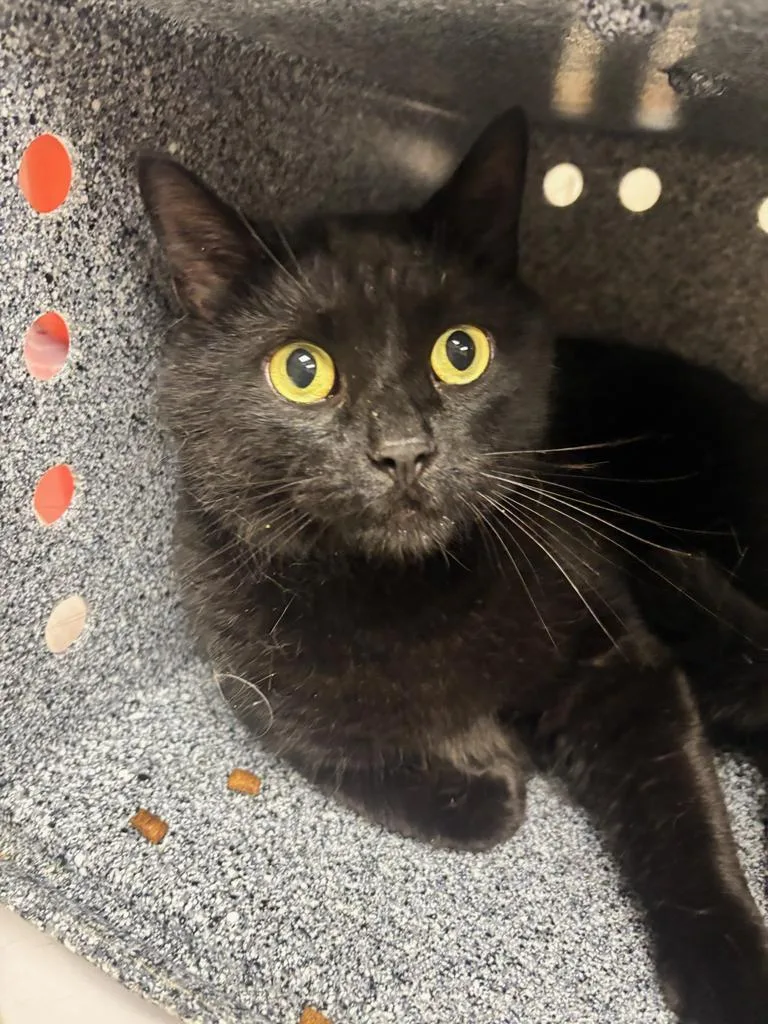 An adult large-sized male Domestic Medium Hair cat named Batman for adoption in Greenfield, IN
