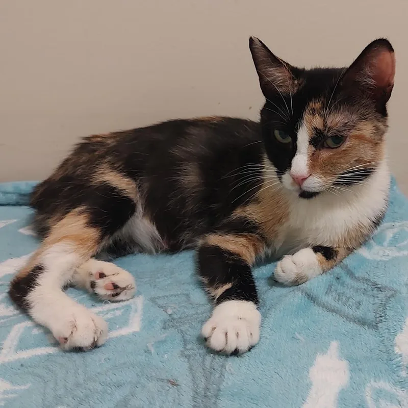 An adult medium-sized female Calico Domestic Short Hair cat named Calista for adoption in Fairfax, VA