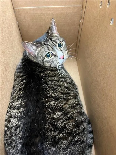 An adult small-sized female Domestic Short Hair cat named Gypsy for adoption in Van Nuys, CA