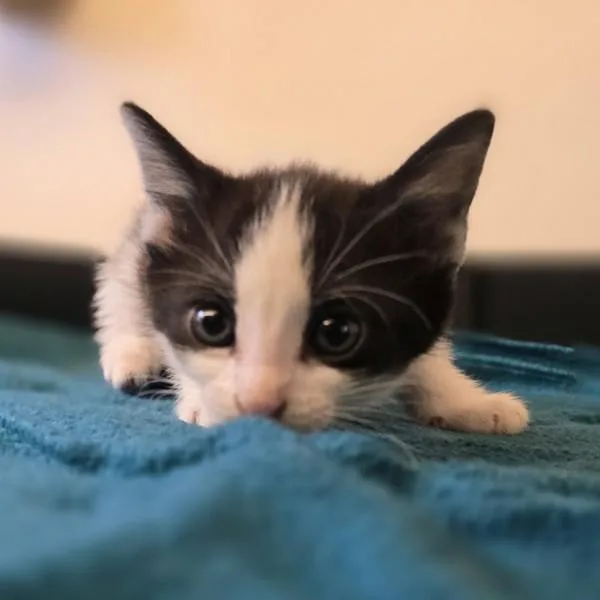 A baby medium-sized male Domestic Short Hair cat named Birch for adoption in Oakland, CA