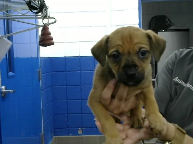 A baby small-sized male Miniature Pinscher dog named Sneezy for adoption in Albuquerque, NM