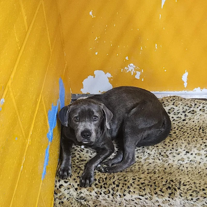 A young small-sized male Gray / Blue / Silver Beagle dog named Bones for adoption in Ridgely, MD