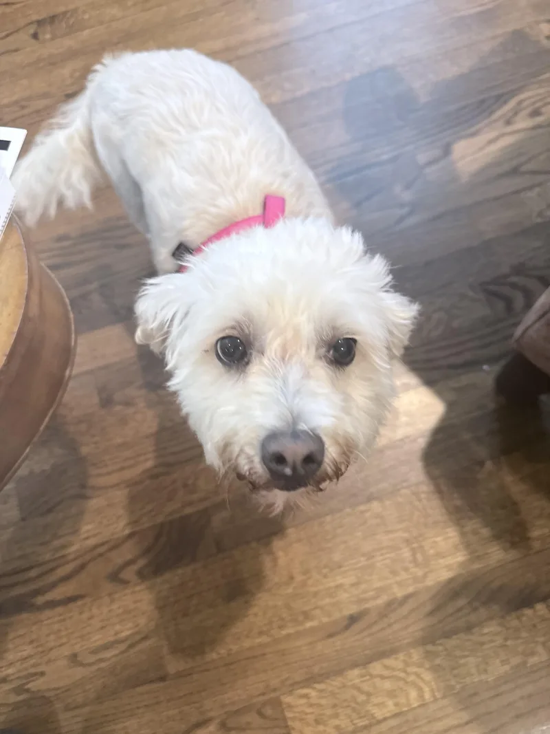 An adult small-sized female White / Cream Bichon Frise dog named Gracie for adoption in Chicago, IL