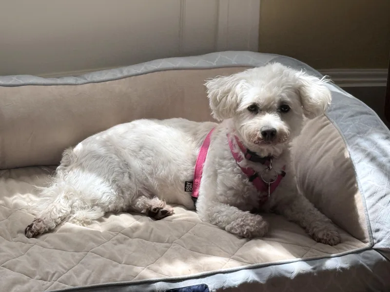 Gracie thumbnail 2