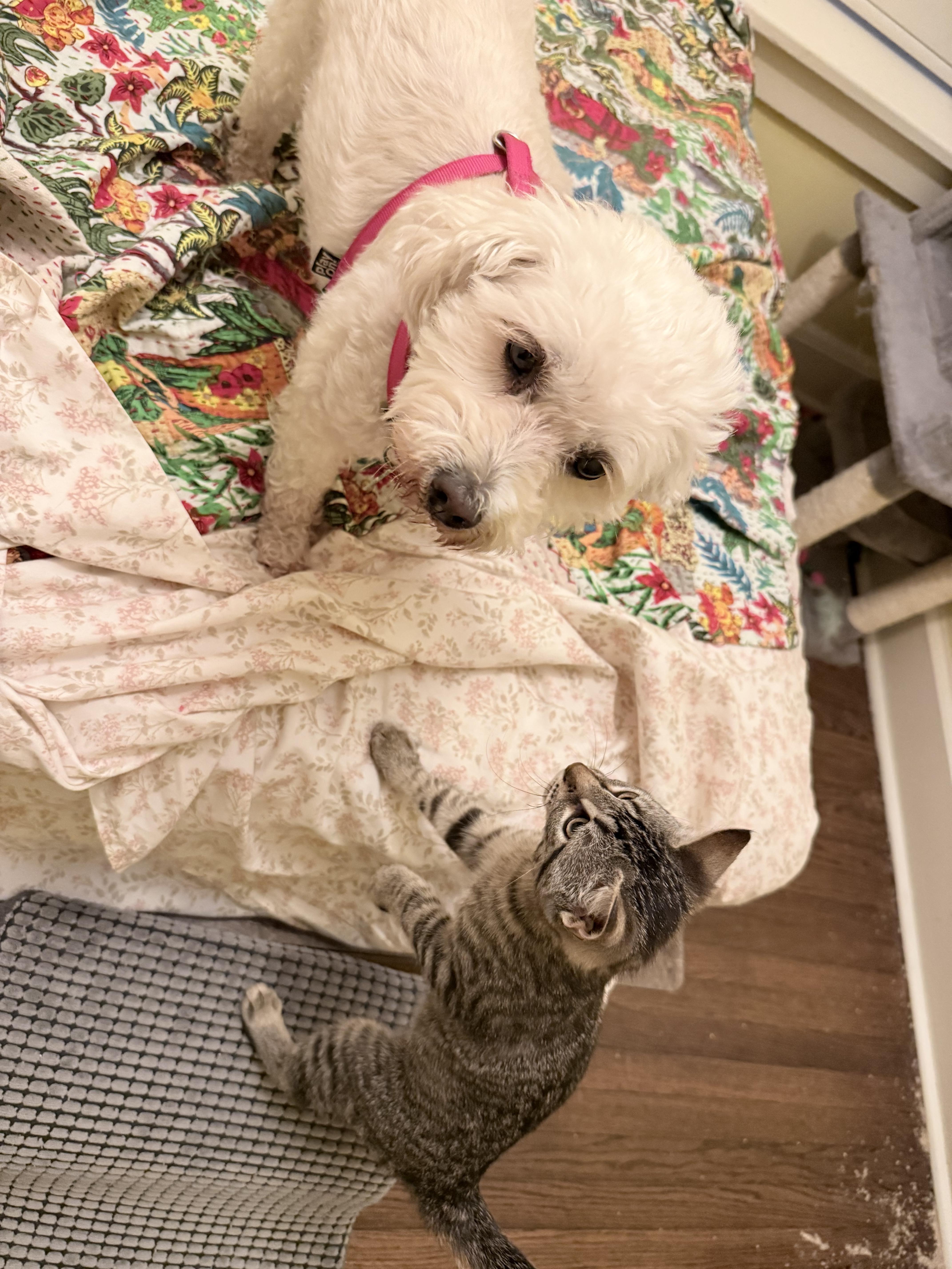 Gracie thumbnail 5