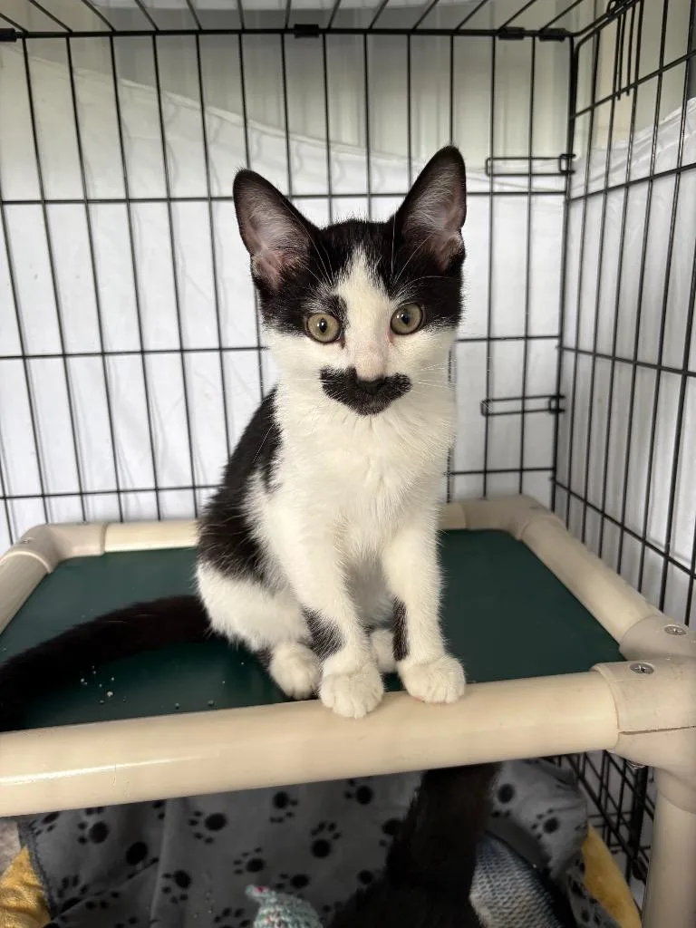 A baby medium-sized male Domestic Short Hair cat named Ferguson for adoption in Hartford City, IN