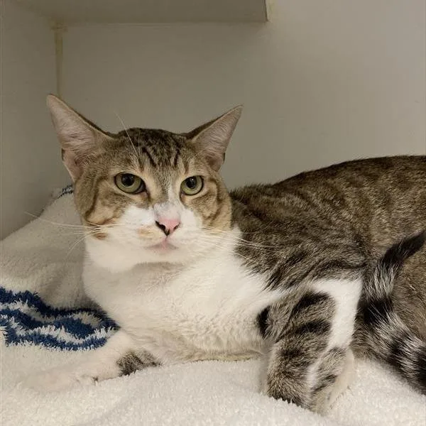An adult large-sized male Brown / Chocolate Domestic Short Hair cat named Cosmo for adoption in Hawthorne, CA