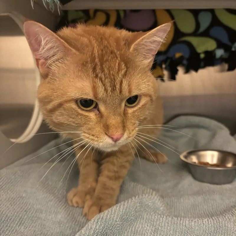An adult large-sized male Orange / Red Domestic Short Hair cat named Snickers for adoption in Council Bluffs, IA
