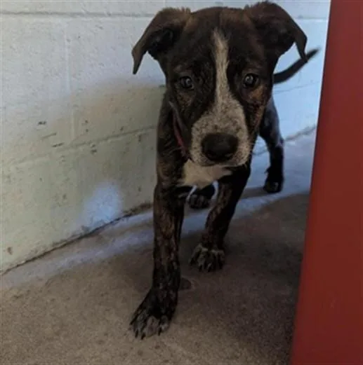 A baby small-sized male Pit Bull Terrier dog named Randy for adoption in Sacramento, CA