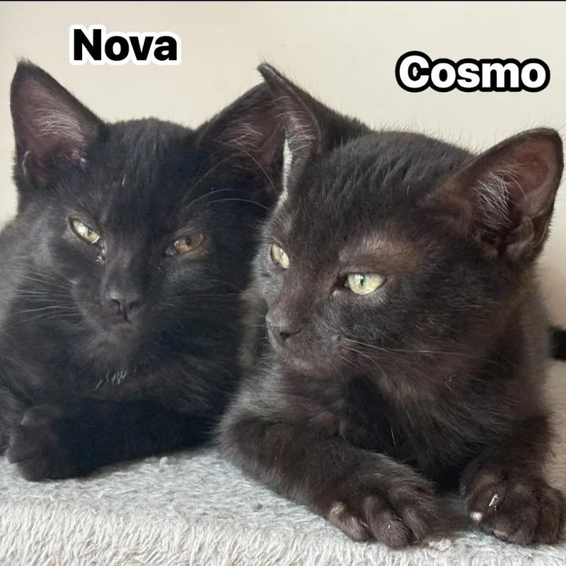 A baby medium-sized female Black Domestic Short Hair cat named Nova for adoption in Edwardsville, IL