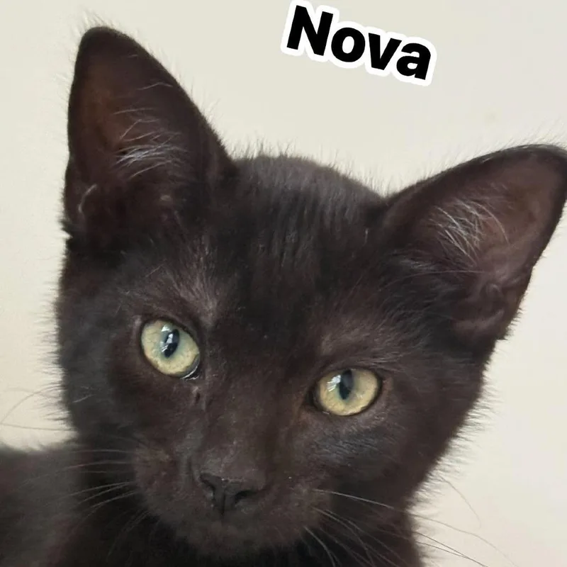 Nova thumbnail 3