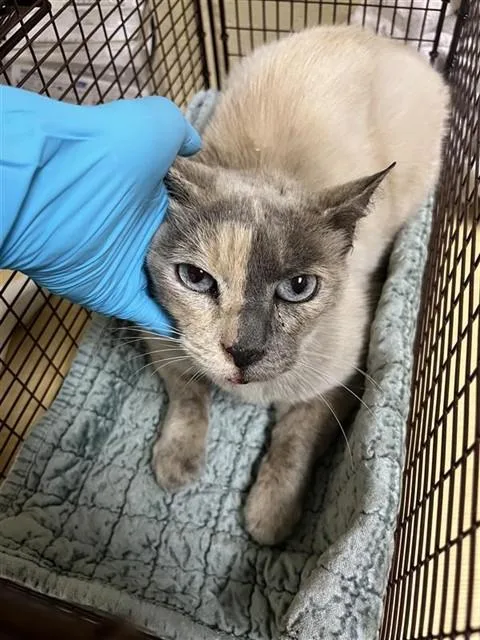 An adult medium-sized female Domestic Short Hair cat named Ice for adoption in Sacramento, CA