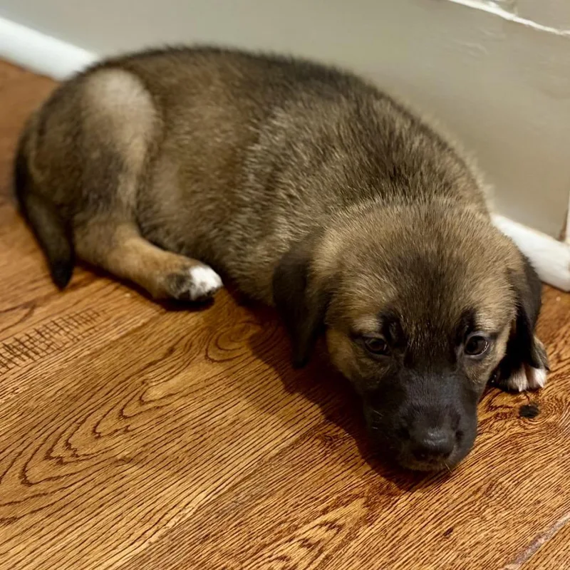 A baby small-sized male Brown / Chocolate German Shepherd Dog dog named Evan for adoption in Austell, GA