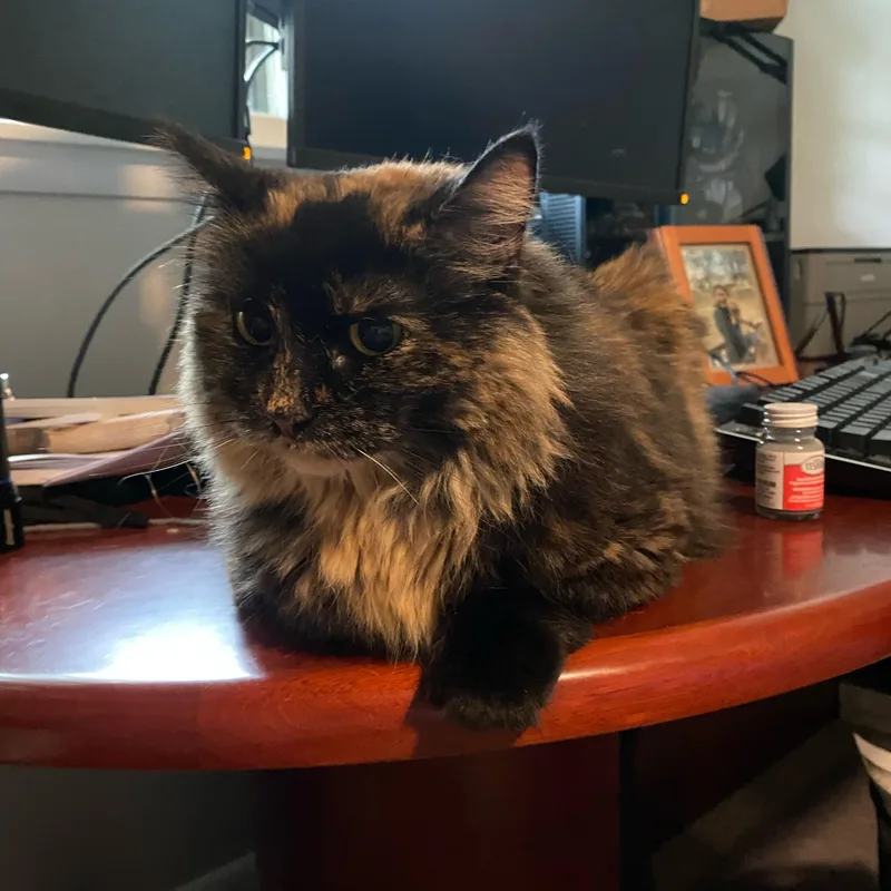 A senior medium-sized female Calico cat named Uggs for adoption in Blaine, MN