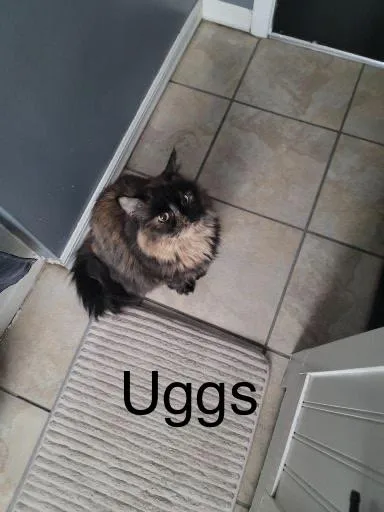 Uggs thumbnail 2