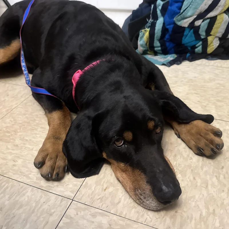 An adult large-sized male Black and Tan Coonhound dog named Roscoe Community Post for adoption in Floyd, VA