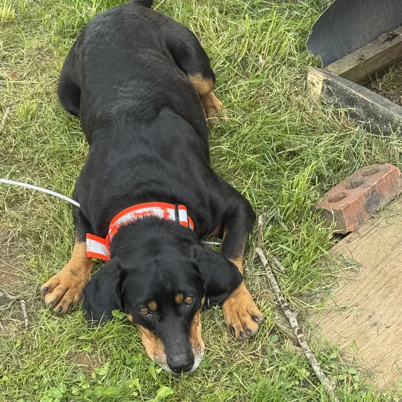 Roscoe Community Post thumbnail 2