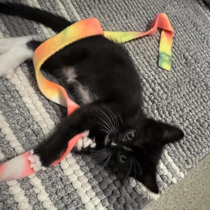 A baby small-sized male Black Domestic Short Hair cat named Dave for adoption in Los Angeles, CA