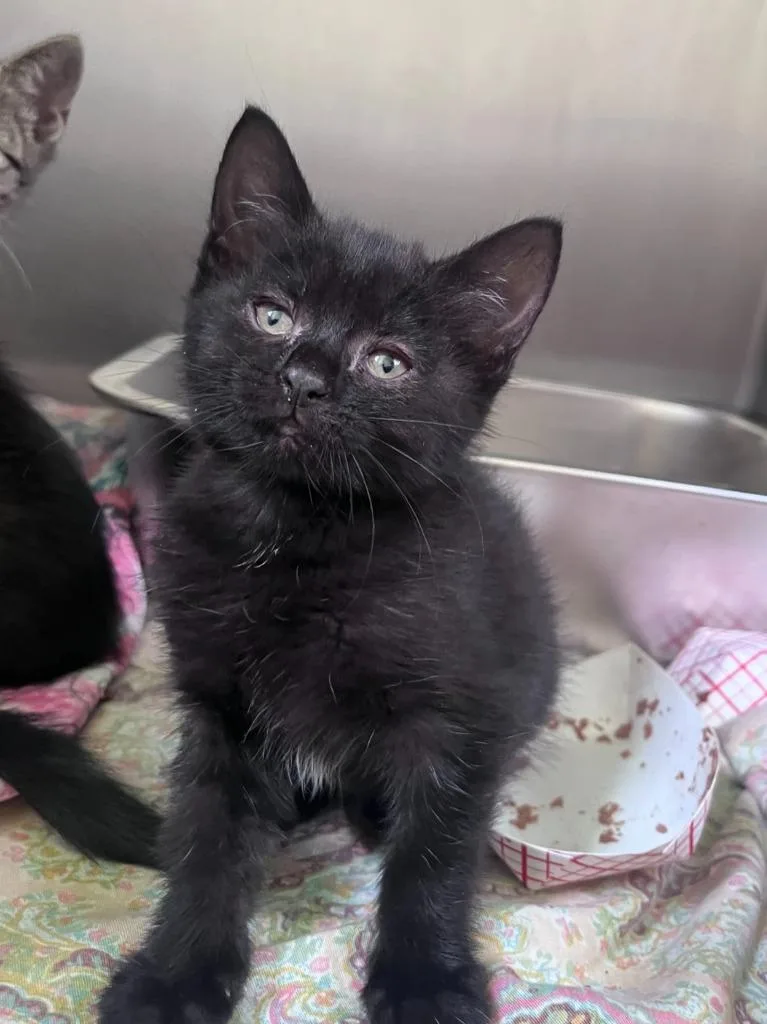 A baby medium-sized female Domestic Short Hair cat named Petal for adoption in Pomona, NY