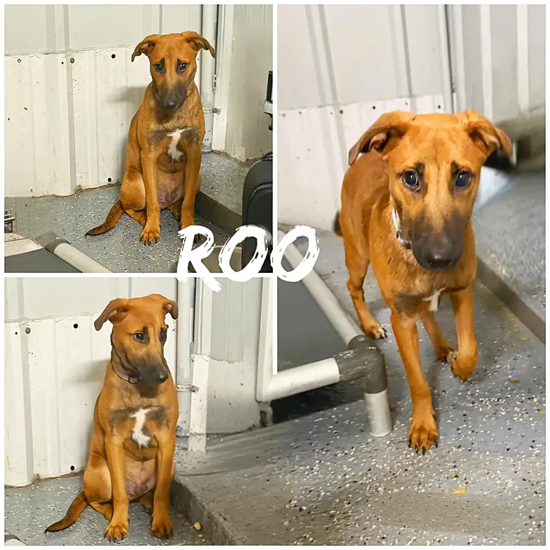 A young medium-sized female Red / Chestnut / Orange Shepherd dog named Roo for adoption in Saint James, MO