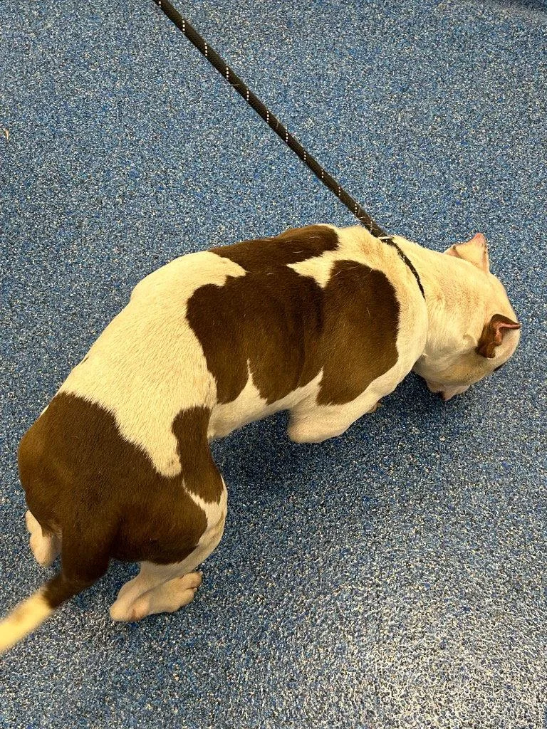 An adult medium-sized male Pit Bull Terrier dog named Tank for adoption in Tarboro, NC
