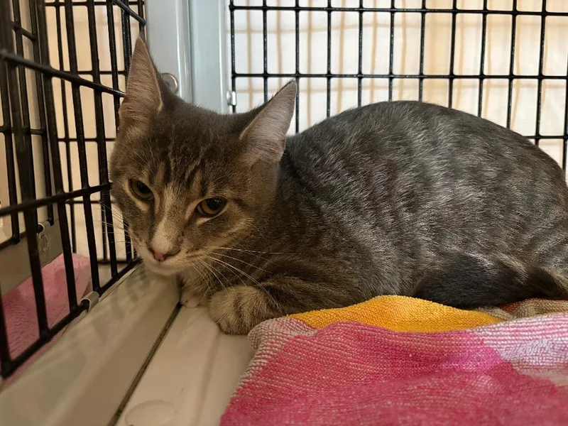 A baby medium-sized male Domestic Short Hair cat named Guajillo for adoption in Raleigh, NC