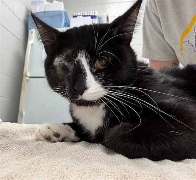 A young small-sized female Domestic Short Hair cat named Olive Oil for adoption in Peoria, IL