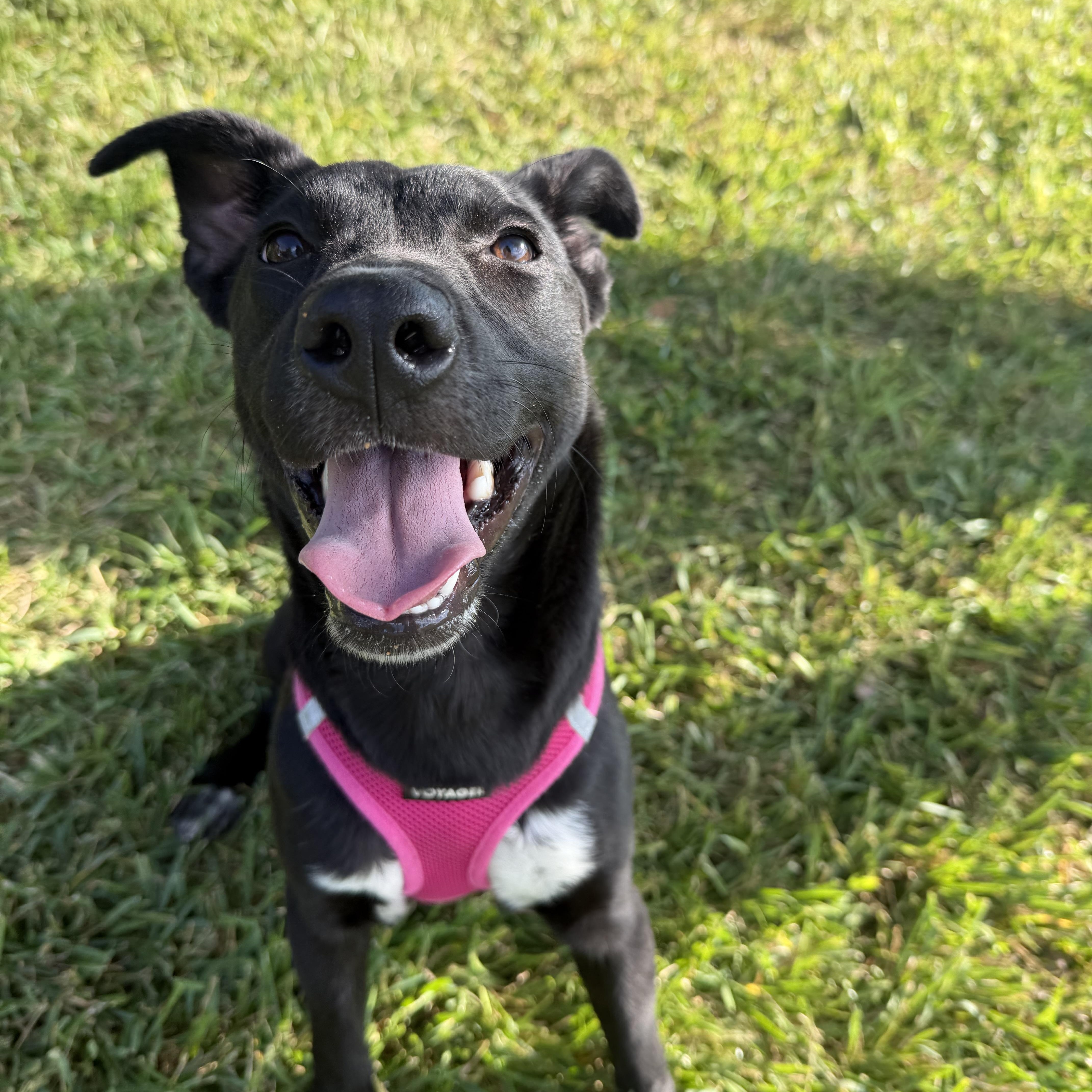 A baby medium-sized female Mixed Breed dog named Lucy for adoption in Pearland, TX