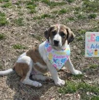 A baby large-sized male Mixed Breed dog named Elson for adoption in West Chester, PA