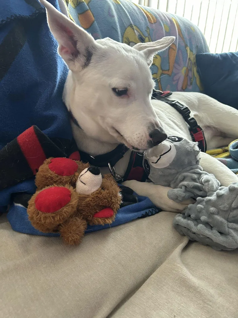 Fiona Dixon thumbnail 2