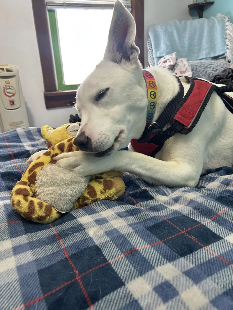 Fiona Dixon thumbnail 3