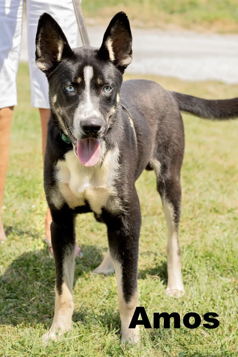 An adult large-sized male Mixed Breed dog named Amos for adoption in Macomb, IL