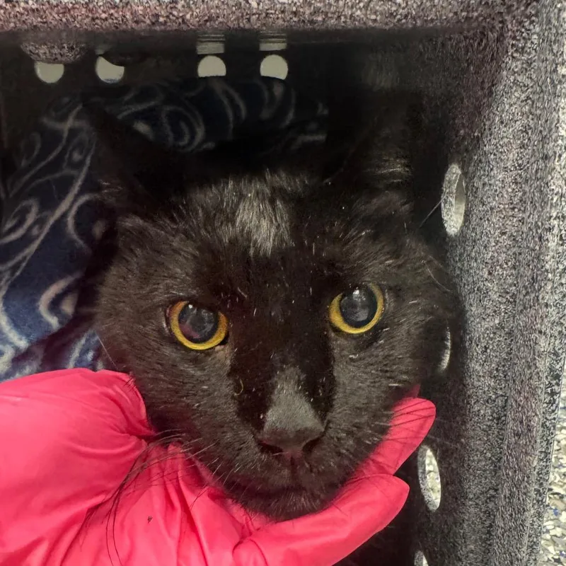 A senior large-sized male Black Domestic Short Hair cat named Dino for adoption in Greenville, SC