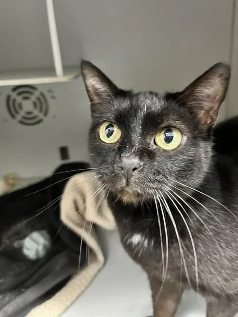 An adult medium-sized female Black Domestic Short Hair cat named Morticia for adoption in Anoka, MN