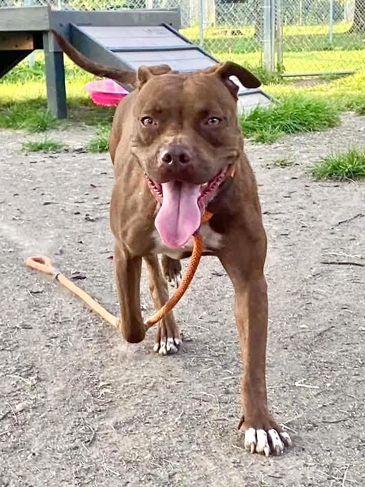 An adult medium-sized female Brown / Chocolate Pit Bull Terrier dog named Kim for adoption in Chicago, IL