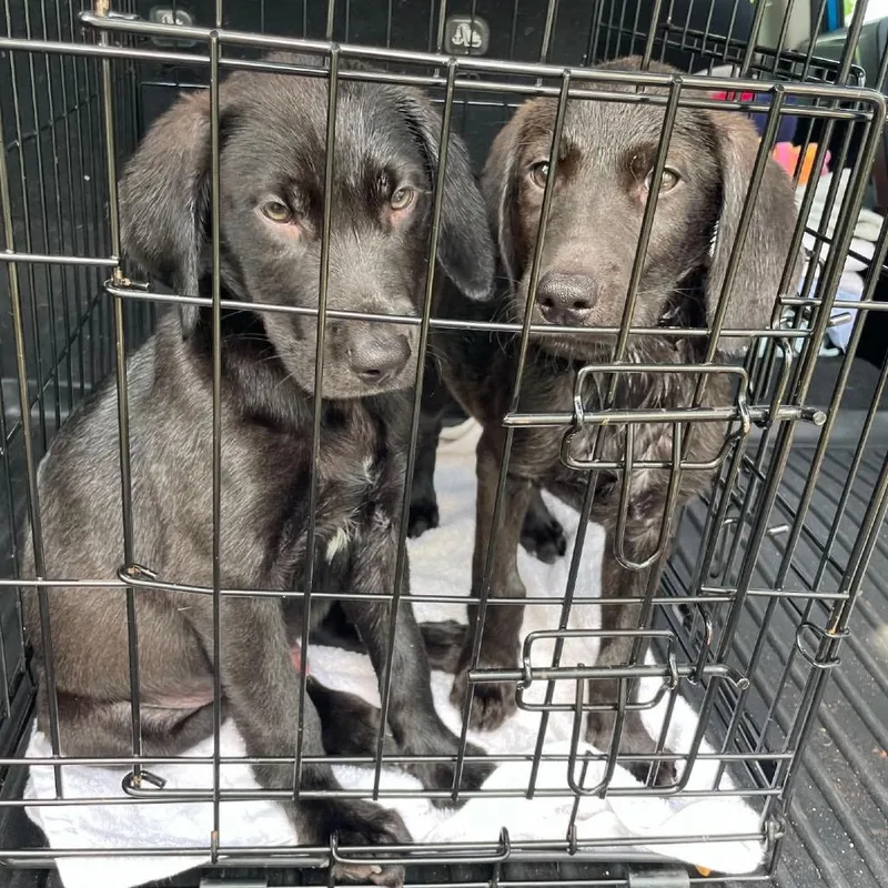 A baby medium-sized male Black Labrador Retriever dog named Rider for adoption in Brownsboro, AL
