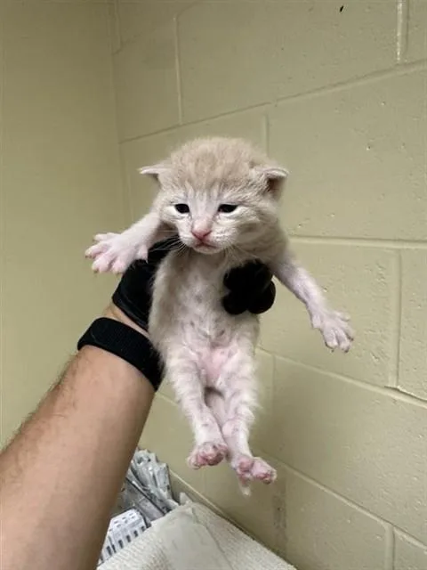 A baby small-sized female Domestic Short Hair cat named Manadrine for adoption in Sacramento, CA