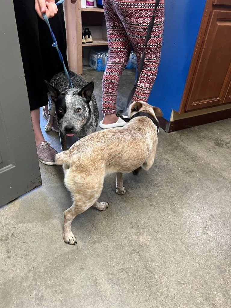 An adult medium-sized male Australian Cattle Dog / Blue Heeler dog named Patch for adoption in Murray, KY