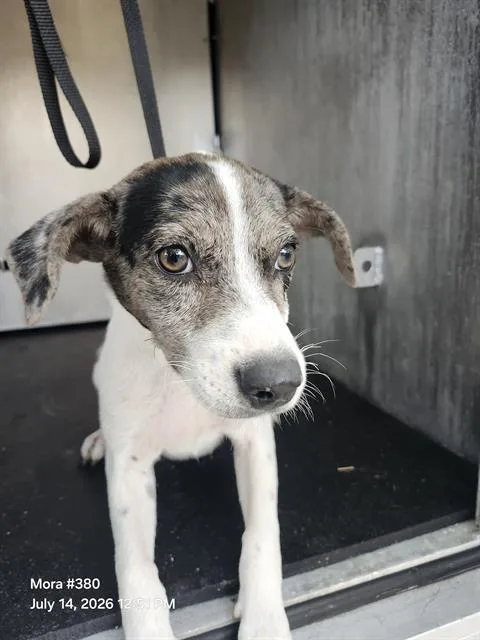 A baby small-sized male American Staffordshire Terrier dog named Holand for adoption in San Antonio, TX