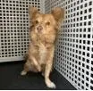 An adult small-sized male Papillon dog named Simba for adoption in Thompson Falls, MT