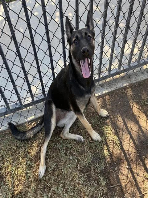 A young small-sized female Shepherd dog named Cindy Brady for adoption in Riverside, CA