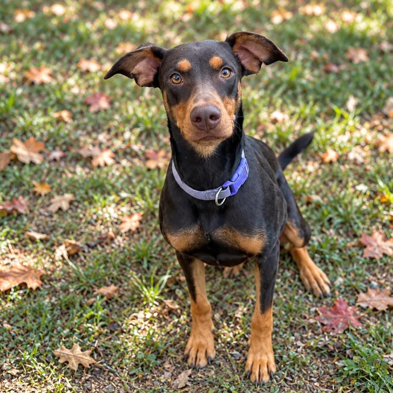 An adult medium-sized female Gray / Blue / Silver Doberman Pinscher dog named Vienna for adoption in Sequatchie, TN