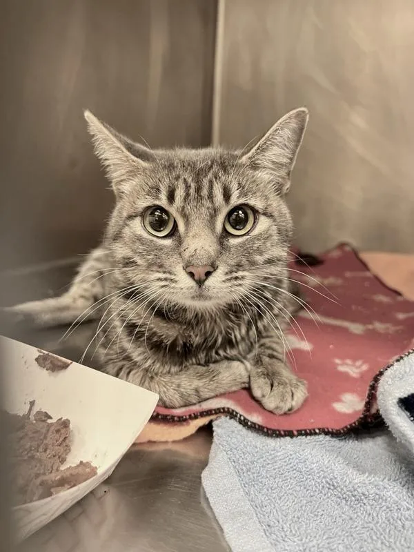 The Duchess Of Purr thumbnail 3