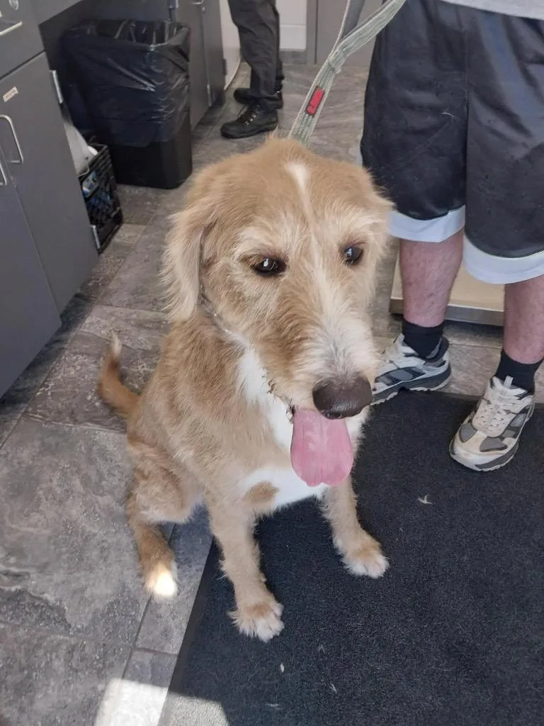 An adult large-sized male Labrador Retriever dog named Remington for adoption in Oxford, NC