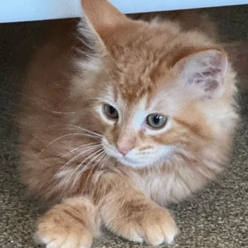 A baby small-sized male Orange / Red Domestic Long Hair cat named Pawtumn for adoption in Chicago, IL