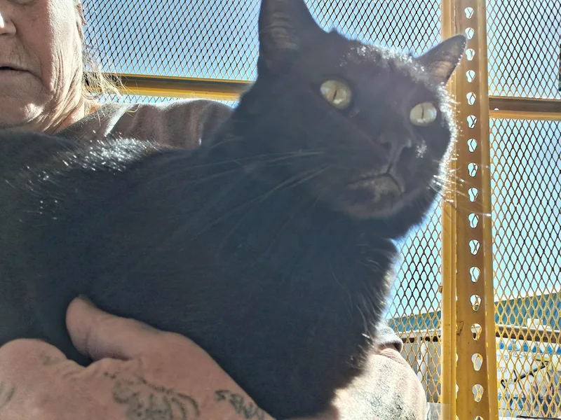 A young medium-sized female Black Domestic Medium Hair cat named Millie for adoption in Deming, NM