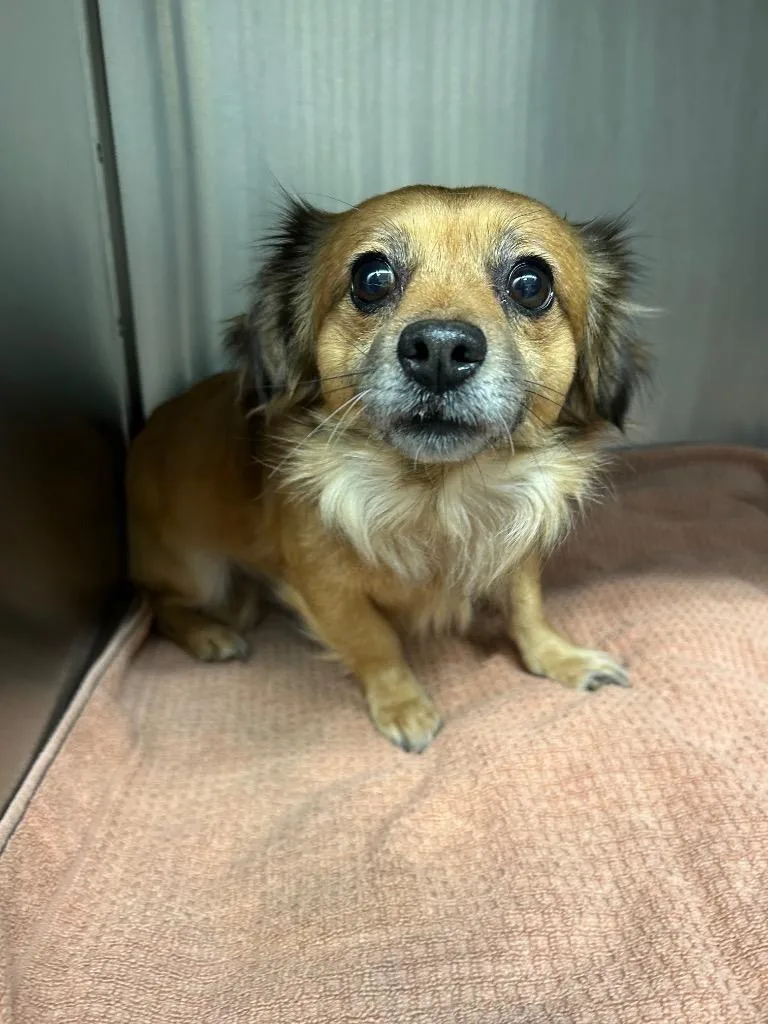 An adult small-sized male Chihuahua dog named Rocket for adoption in Seguin, TX